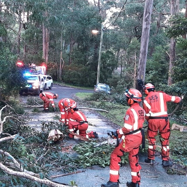 Wind damage causing trees down