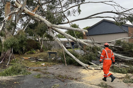 Storm preparedness thumbnail - treedown image